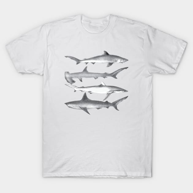 Whale - Whales Vintage Image T-Shirt by KC Happy Shop